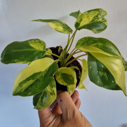Philodendron Burle Marx Variegata Rare Houseplant 9cm pot