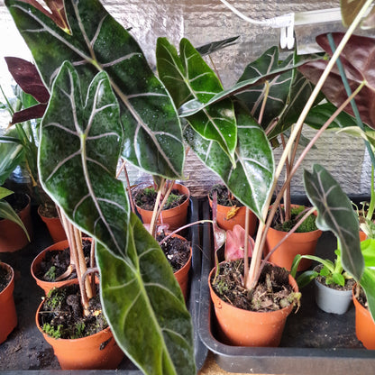 Alocasia Suhirmaniana Rare Houseplant 10.5cm pot