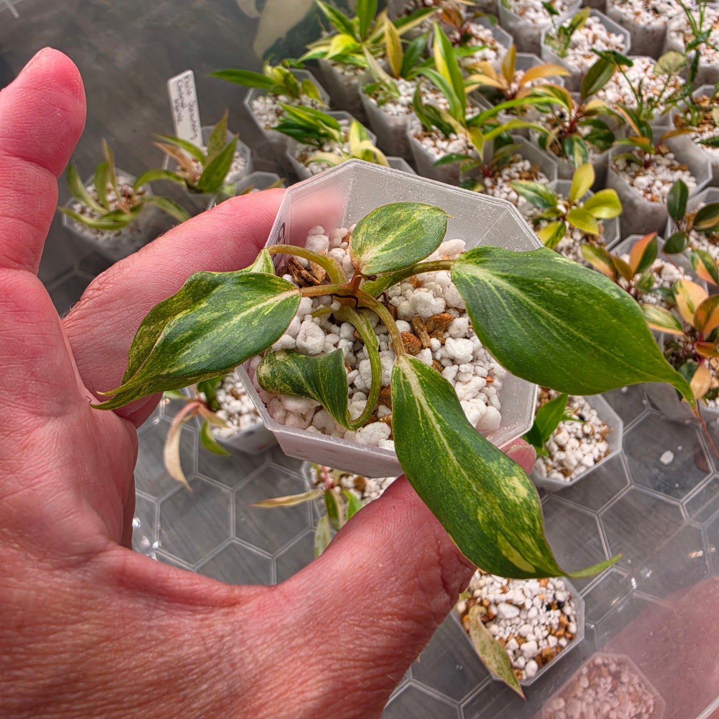 Philodendron Lacerum Aurea Variegation – Chosen at Random - See Description