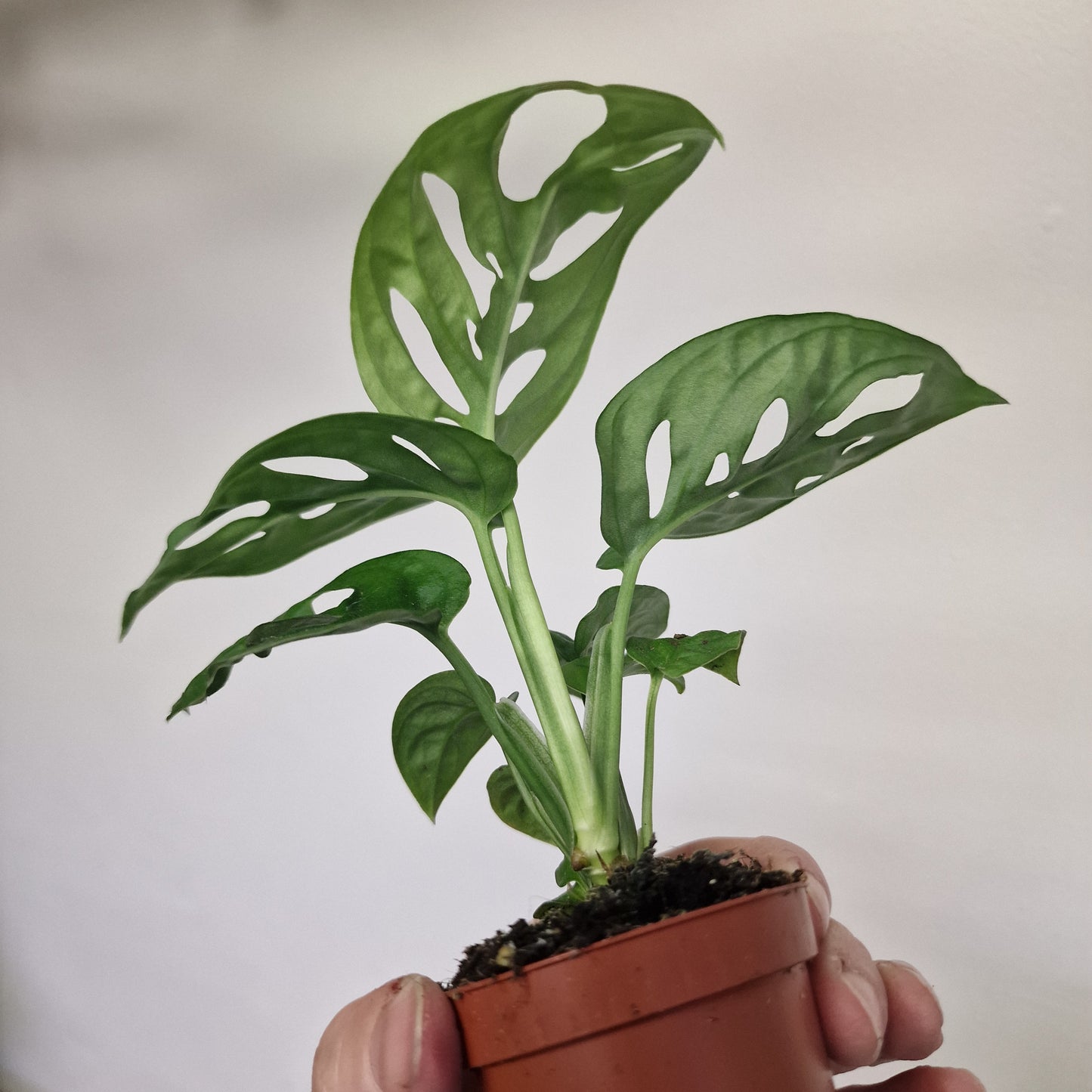 Monstera Adansonii (Monkey Mask) – 6cm Pot