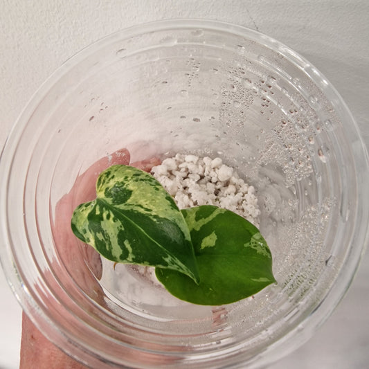 Pre-order Monstera Bulbasaur – Young TC Plantlet Exact Plant (1-2)