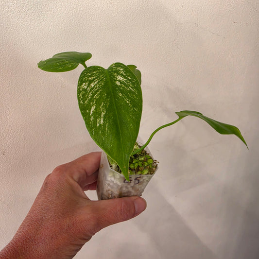 Monstera Devil – Exact Plant G5
