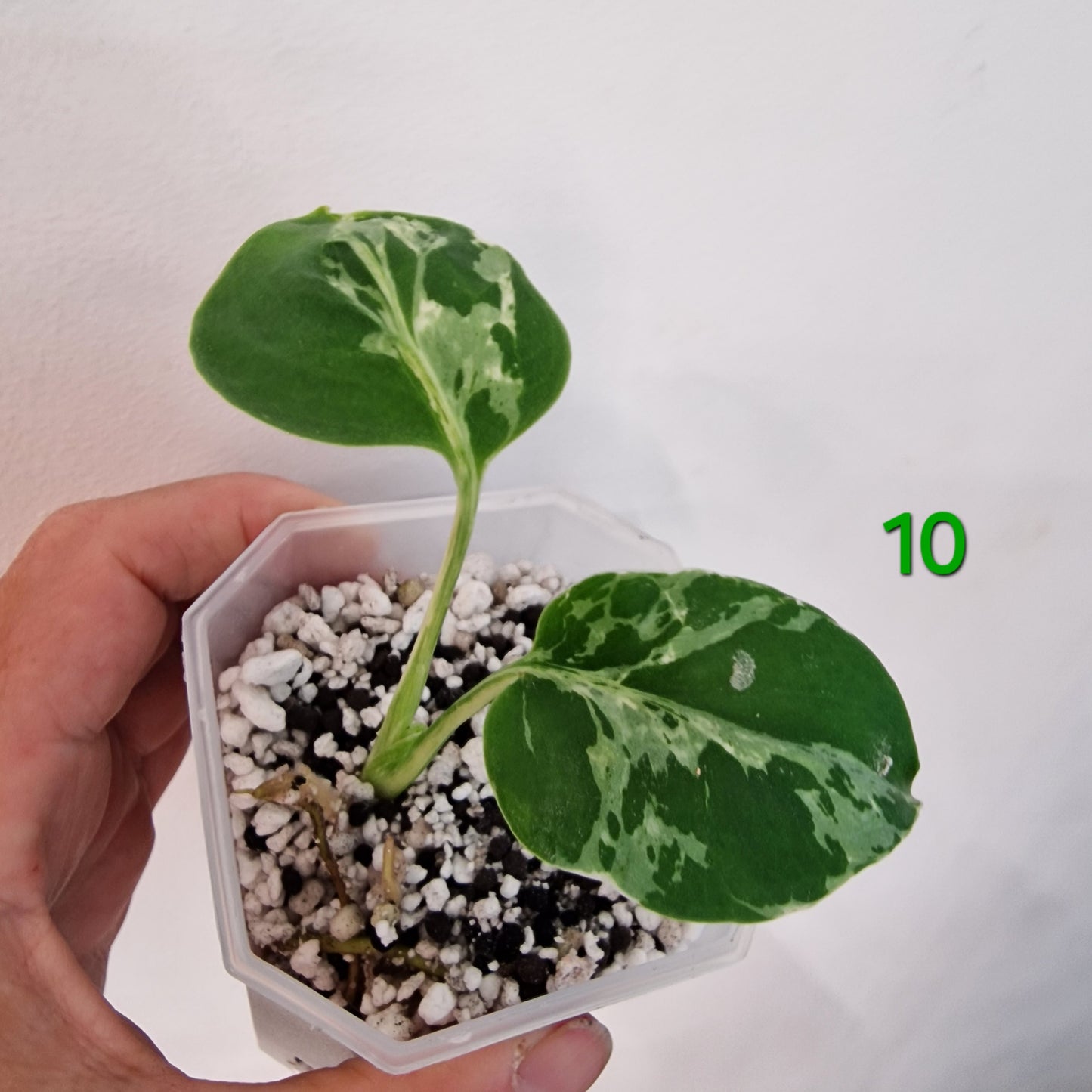 Monstera Bulbasaur 7cm pot – Choose Your Own