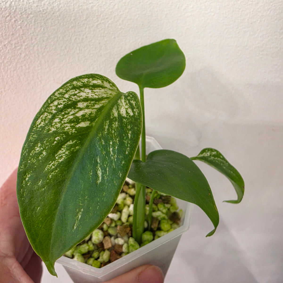 Monstera Devil – Exact Plant G3