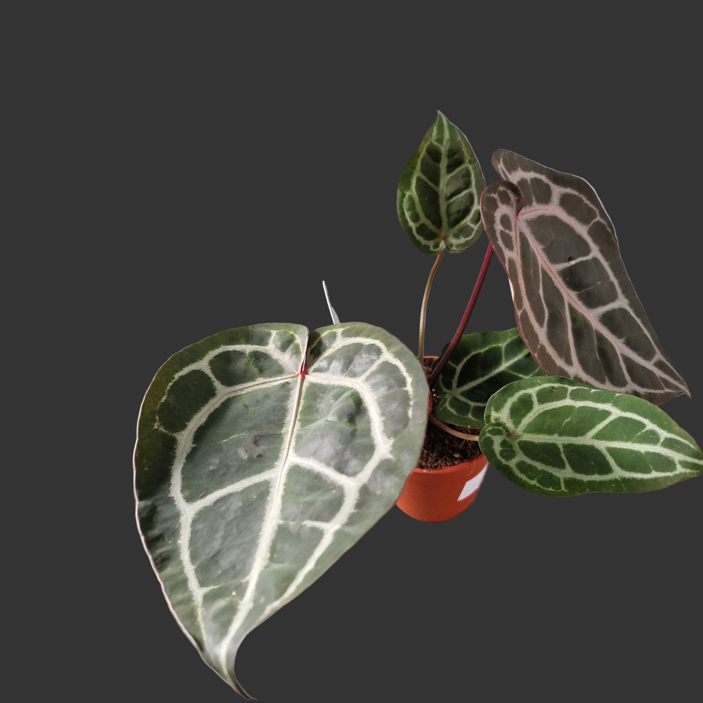 Anthurium Michelle DocBlock Rare Houseplant 9cm pot (1)