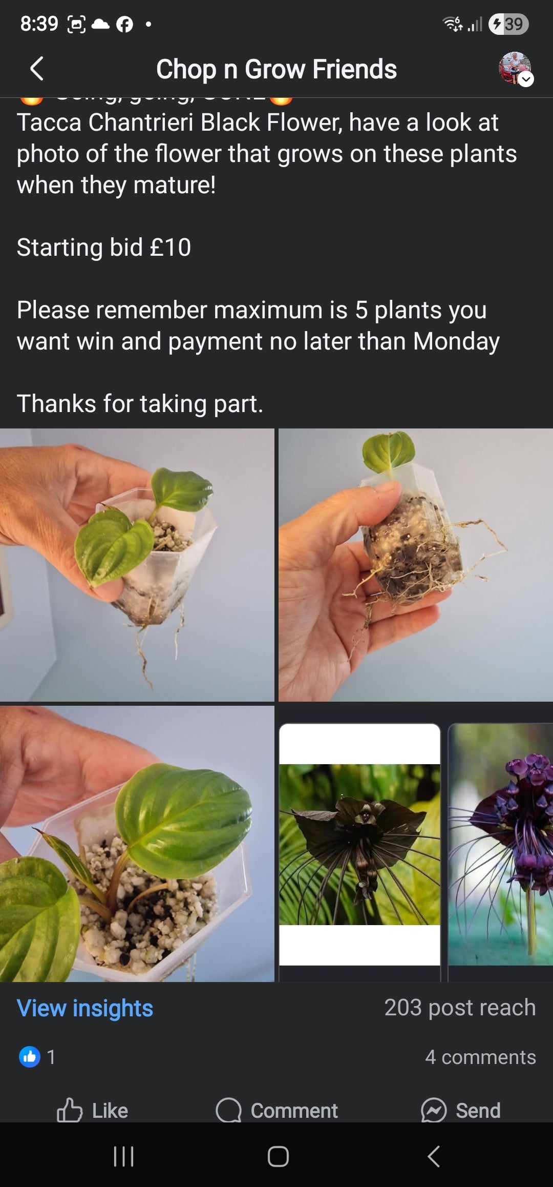 Chop n Grow Friends sale - Gaynor tacca