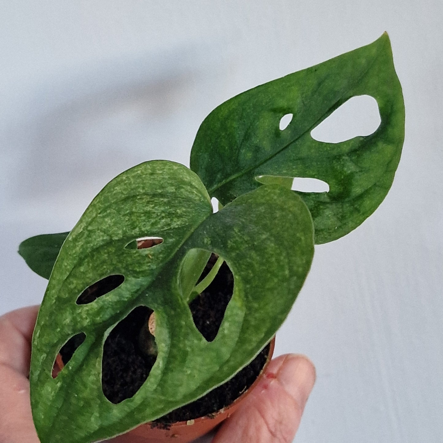Monstera adansonii ‘European Mint’ – 6cm Pot