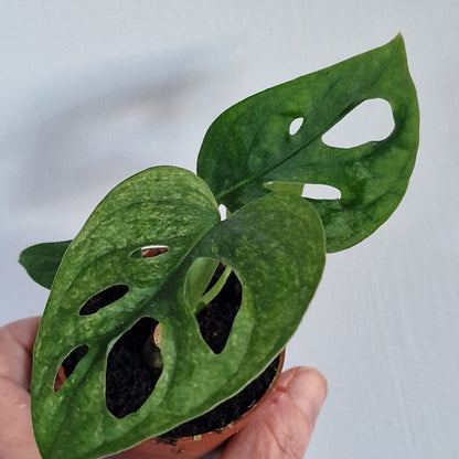 Monstera adansonii ‘European Mint’ – 6cm Pot