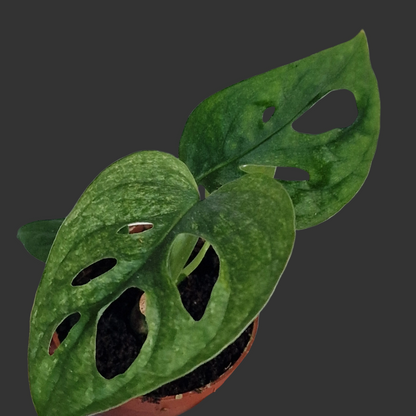 Monstera adansonii ‘European Mint’ – 6cm Pot