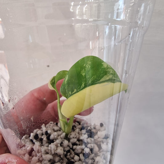 Monstera Lemon Lime ‘Pom Pom’ - Young Exact TC Plant (#2) See Description