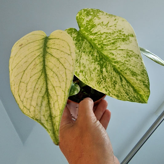 Monstera Deliciosa Mint Variegata Rare Houseplant 10.5cm pot (4)