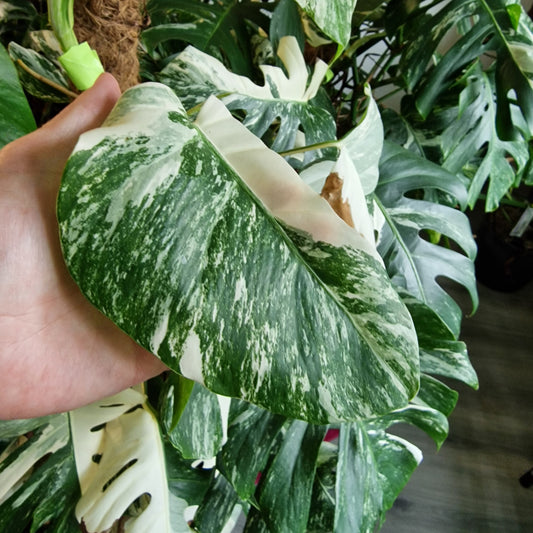 Monstera Albo Middle Cutting with new leaf Highly Variegated (6)
