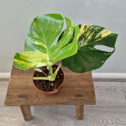 Monstera Deliciosa Aurea – 12cm Pot (#13)
