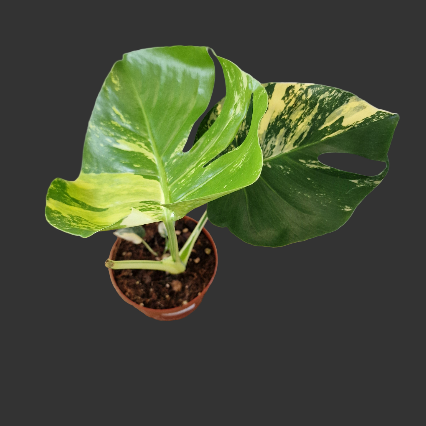 Monstera Deliciosa Aurea – 12cm Pot (#13)