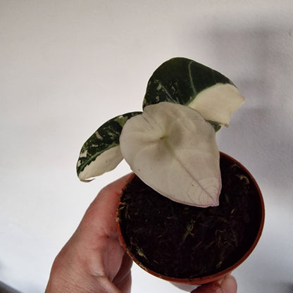 Alocasia Black Velvet Variegata – 7cm Pot (#2)