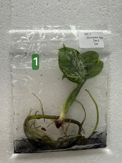 Choose your own Monstera Devil Tissue Culture Plantlet Pre-Order - see description
