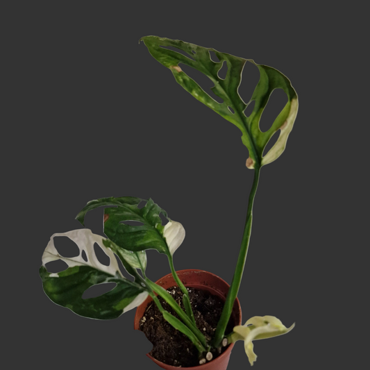 Monstera Adansonii Variegated Two Growth Points #B