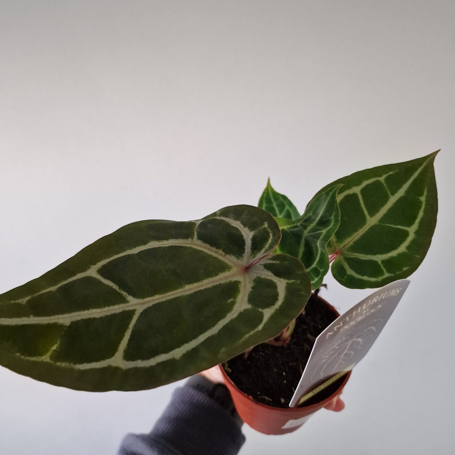 Anthurium ‘Michelle’ by DocBlock – 9cm Pot (#1)