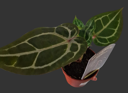 Anthurium ‘Michelle’ by DocBlock – 9cm Pot (#1)