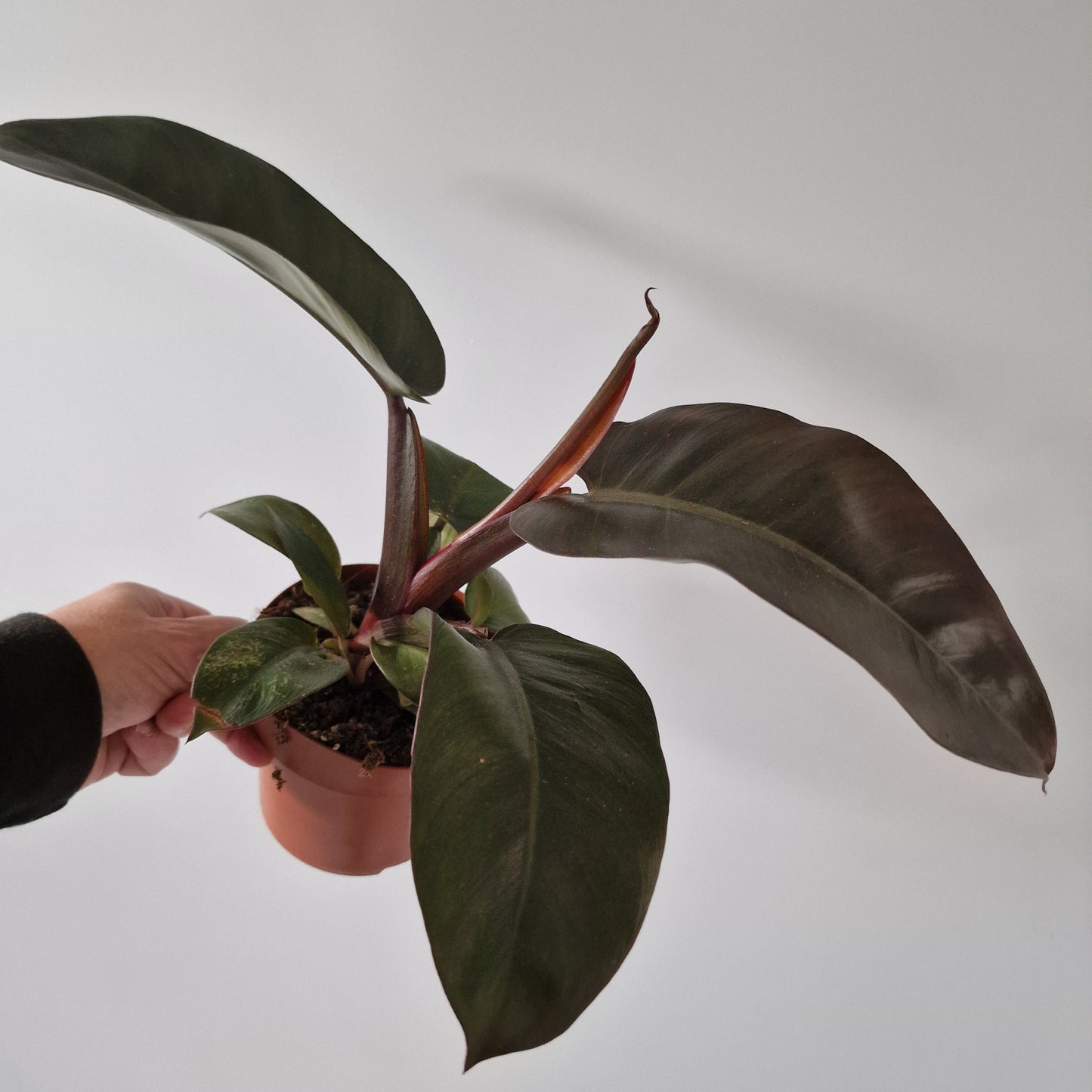 Philodendron Black Cardinal Rare Houseplant 12cm pot