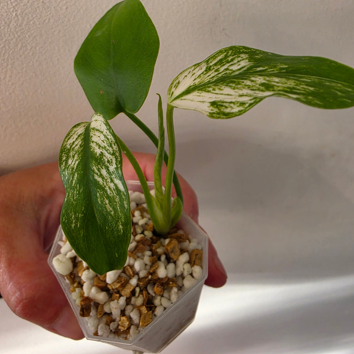 Monstera Devil Tissue Culture see description