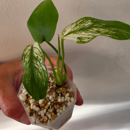 Monstera Devil Tissue Culture see description