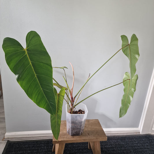 Ecuagenera Rehab Philodendron Eliarmijos Inspirations (2) Collection Only see Description