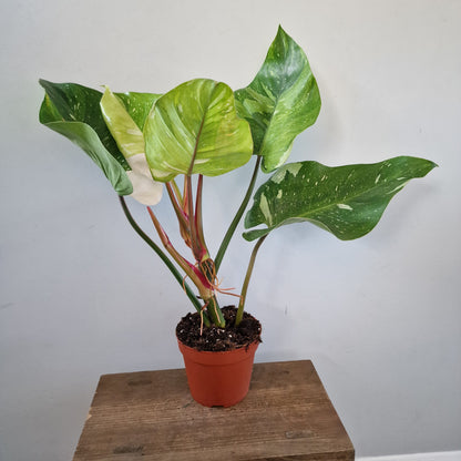 Philodendron ‘Fresh Aurea’ – 14cm Pot (#1)