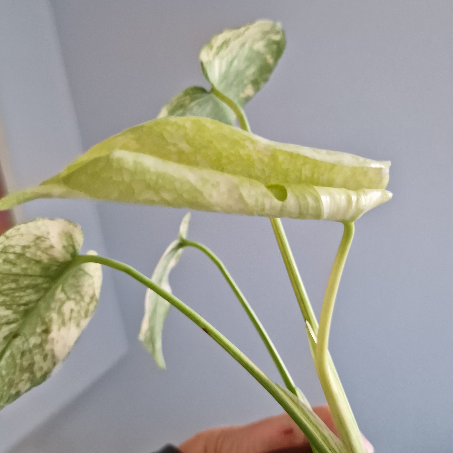 Monstera Mint Rare Houseplant 10.5cm pot (b)