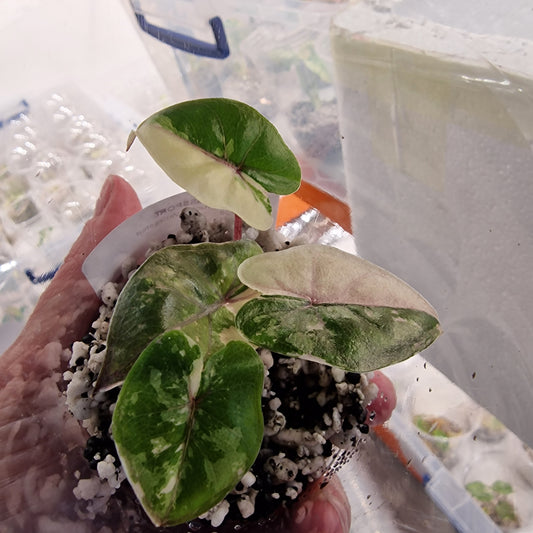 Alocasia Yucatan Princess Variegated – Exact Plant (2)