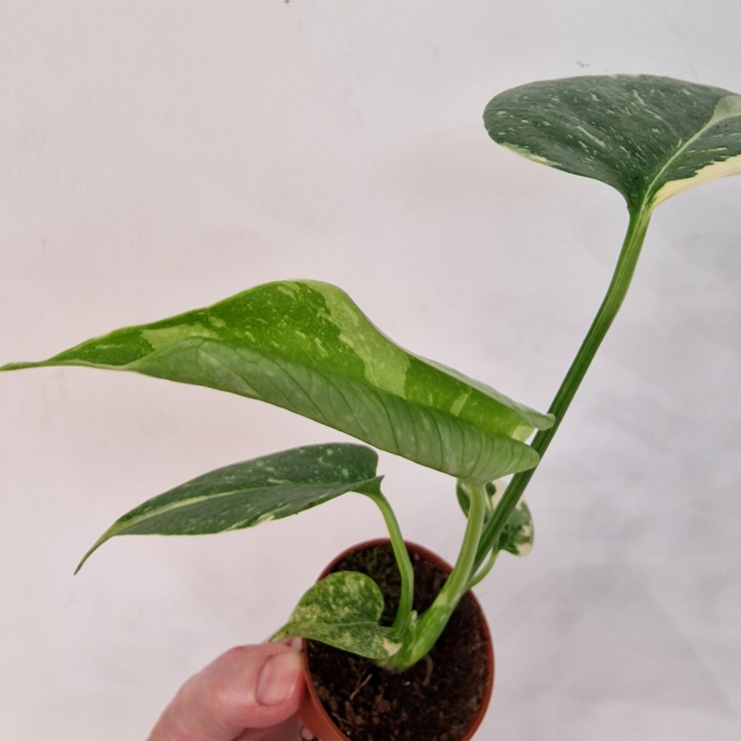 Monstera Thai Constellation – 6cm Pot (#4)
