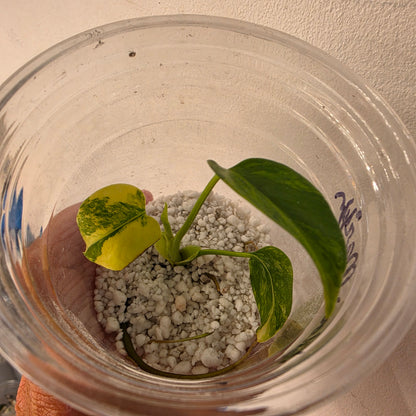 Monstera Yellow Marilyn Variegated – Exact Plant (1) See Description