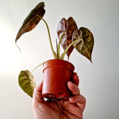 Alocasia Wentii Variegated Houseplant 7cm pot (2)