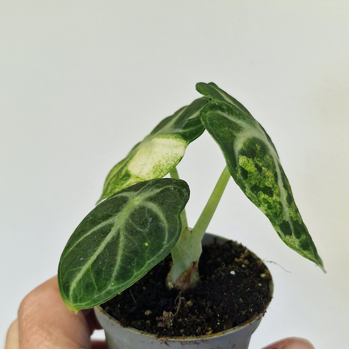 Alocasia Ninja Variegata – 6cm Pot (#1)