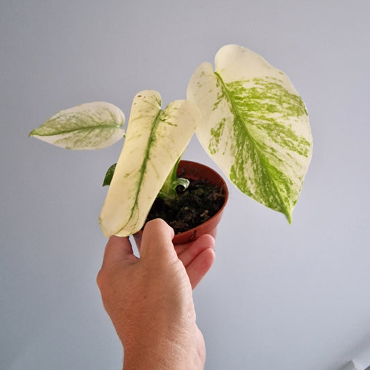 Monstera Thai Constellation Rare Houseplant 10.5cm pot (d)