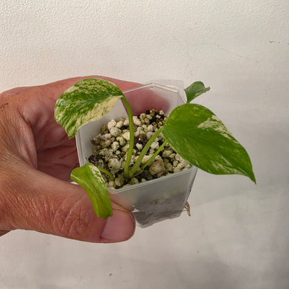 Monstera Mint China’s Version – Exact Plant No. 5 - See Description