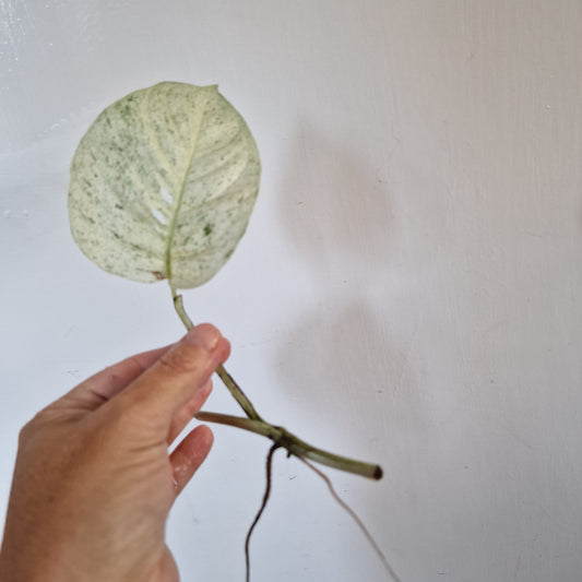 Monstera Laniata Middle Cutting rooting in Water