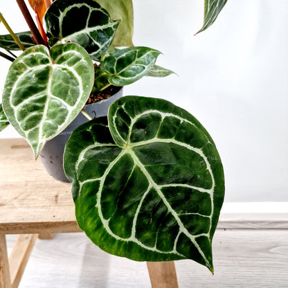 Anthurium Crystallinum x Karma Crystal Hybrid (multiple growing together) Houseplant 17cm pot (2)