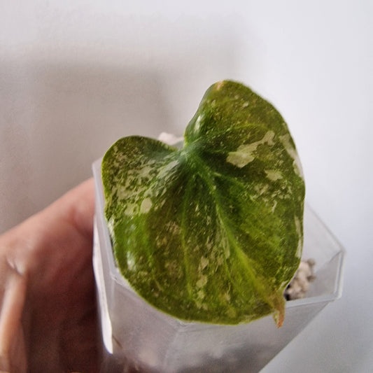 Alocasia Cuprea ‘Nom Yen’ Variegated – Tissue Culture Plant (#3)