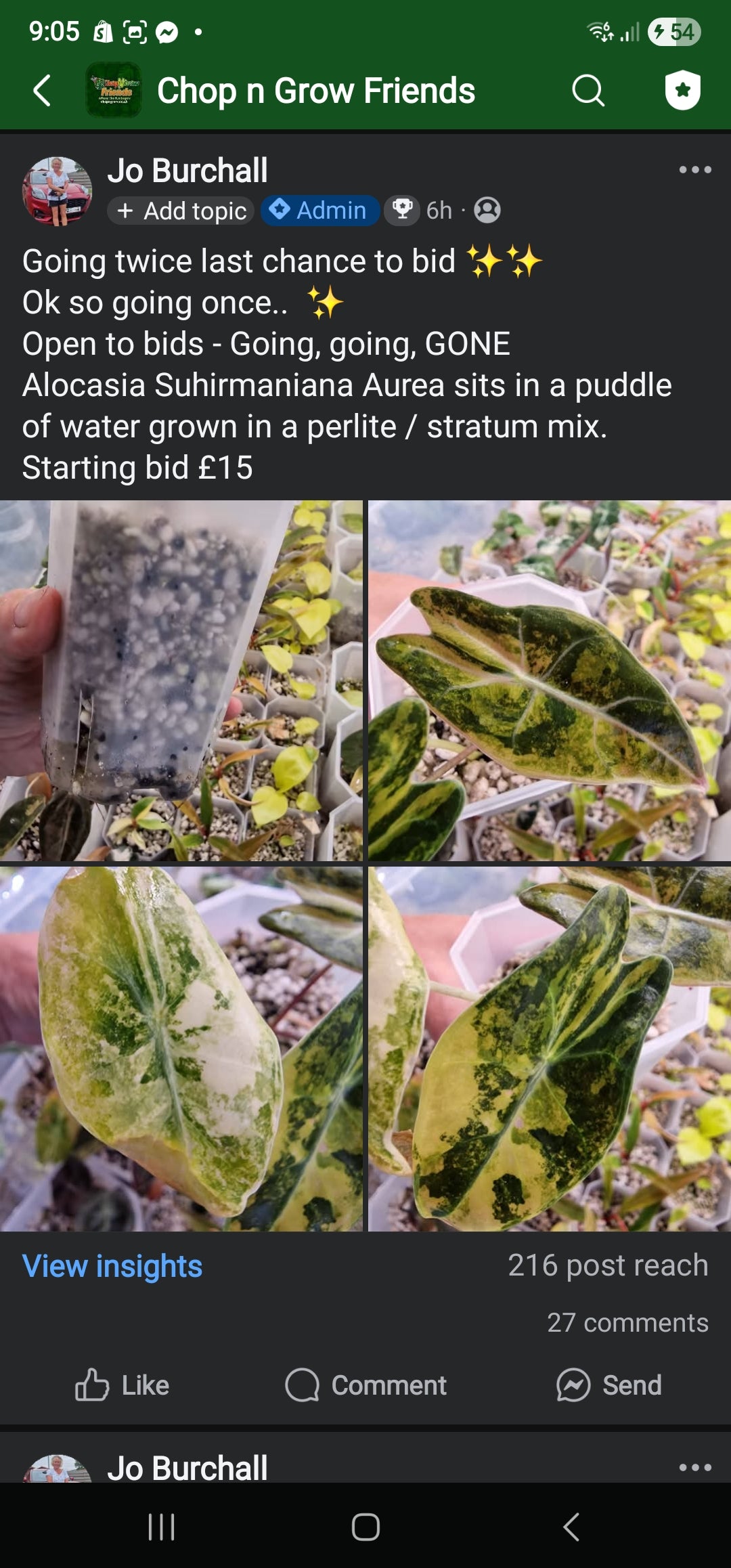 Sunday Sale - Emma Alocasia Suhirmaniana Aurea