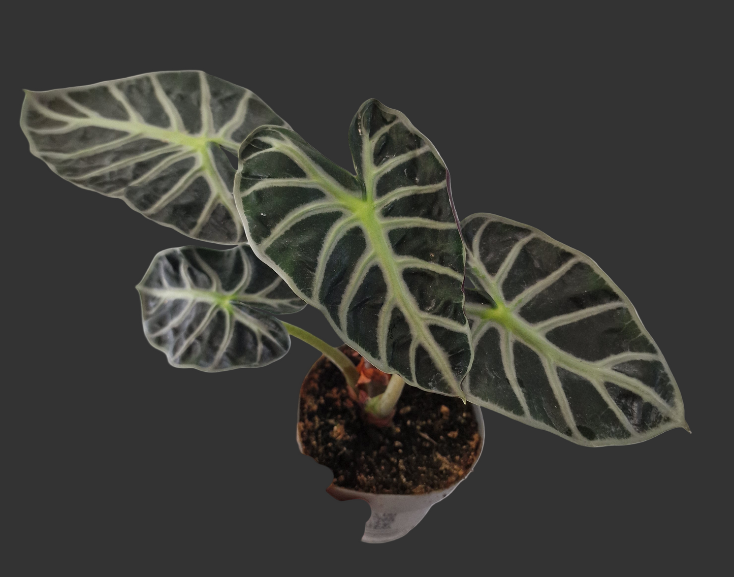Alocasia ‘Heart Balloon’ – 12cm Pot
