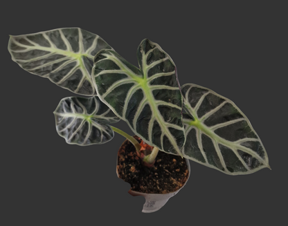 Alocasia ‘Heart Balloon’ – 12cm Pot
