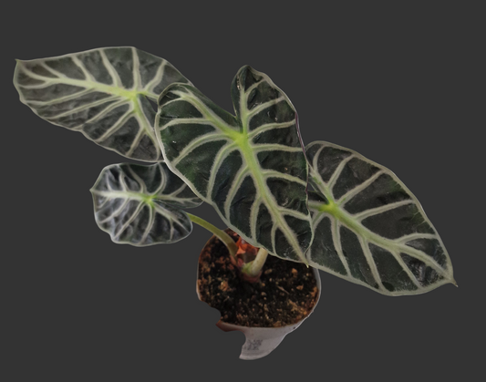 Alocasia ‘Heart Balloon’ – 12cm Pot