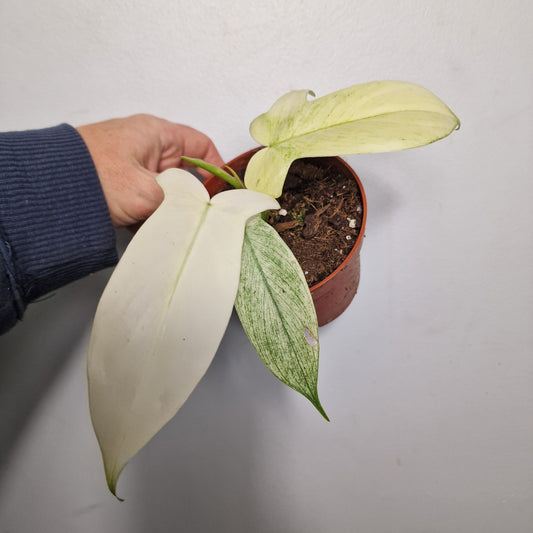 Philodendron Florida Ghost – 11cm Pot