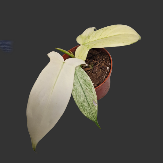 Philodendron Florida Ghost – 11cm Pot
