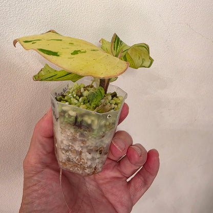 Kaempferia Pulchra Variegata – Established | Exact Plant #4