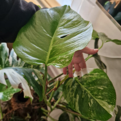 Monstera Albo – 2-Leaf Top Cutting