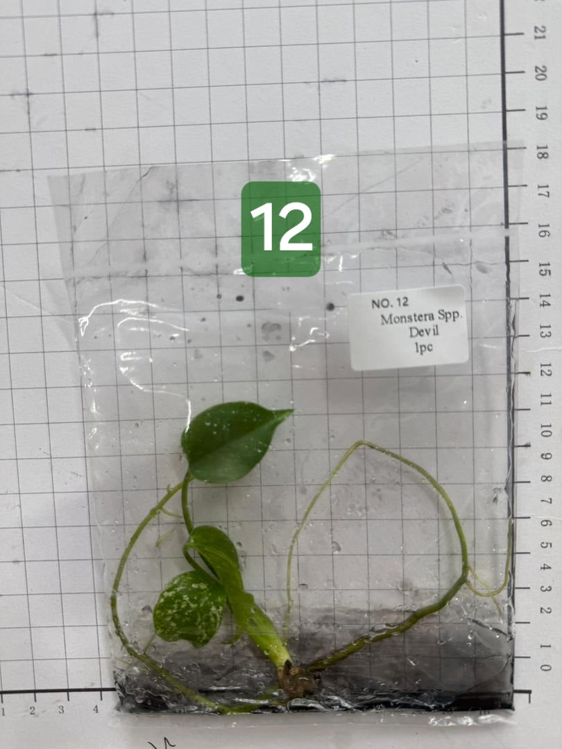 Choose your own Monstera Devil Tissue Culture Plantlet Pre-Order - see description