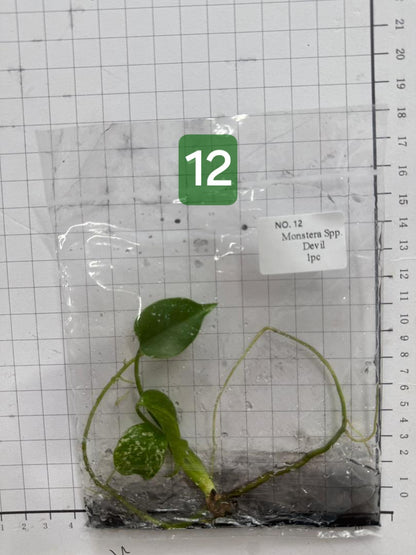 Choose your own Monstera Devil Tissue Culture Plantlet Pre-Order - see description