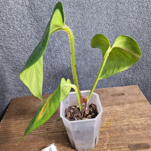 Anthurium Cerrocampanense Ecuagenera Import (j) worth £30 – Rehab Plant